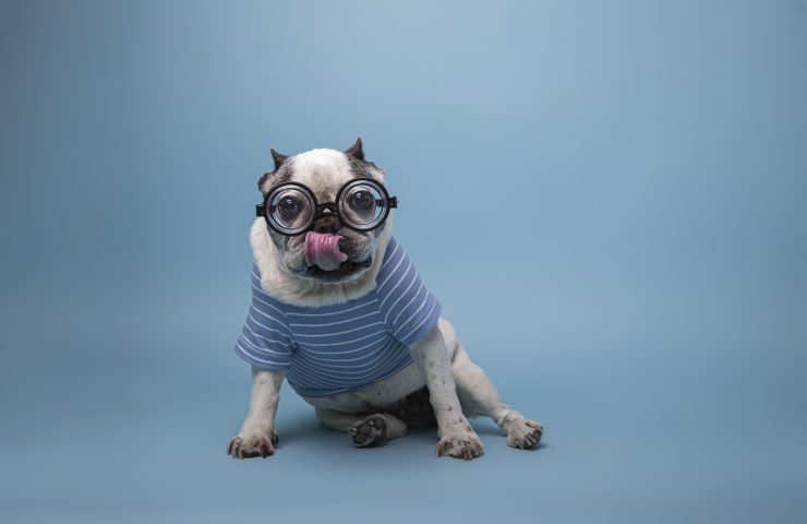 Funny French bulldog with a bottle ass pasta glasses and jersey with his tongue outtongue