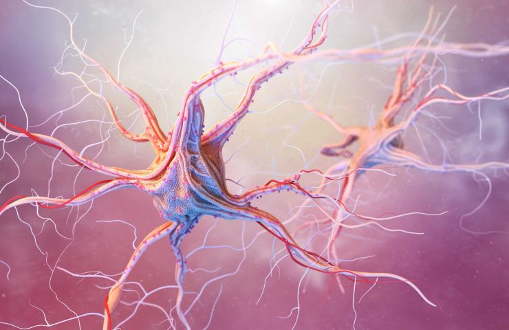 Neurons and nervous system