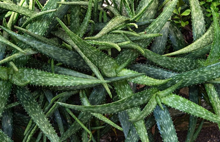 Aloe vera plant outdoor