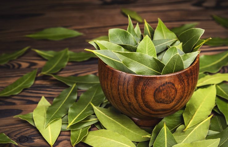 Fresh bay leaves in wooden bowl on dark background