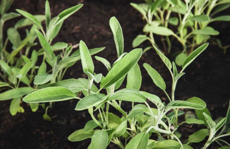 Garden sage plants, Salvia officinalis growing in summer herb garden