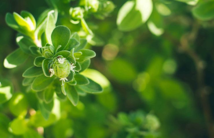 Marjoram herb plant macro shot on sunny day