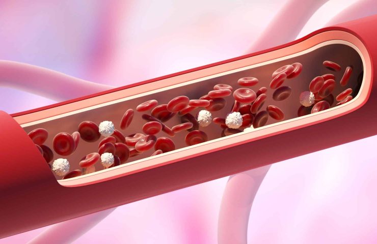 Red and white blood cells in the vein. Leukocyte normal level