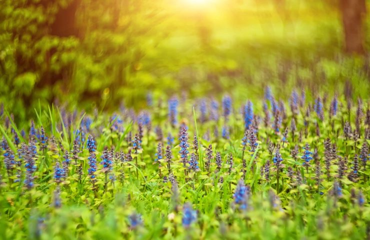 thyme wild thyme or creeping thyme