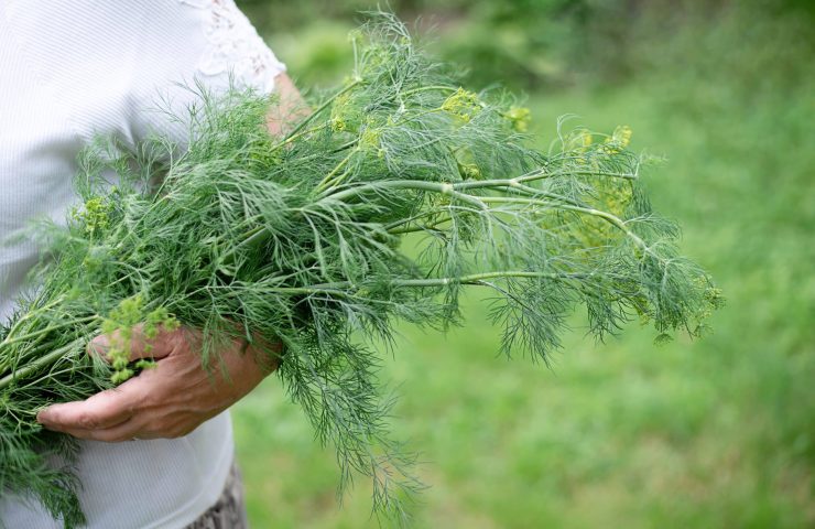 Large bunch of dill in the hands of an elderly woman in the garden, harvesting in the backyard.