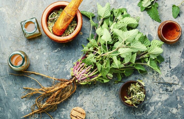 Melissa or lemon balm