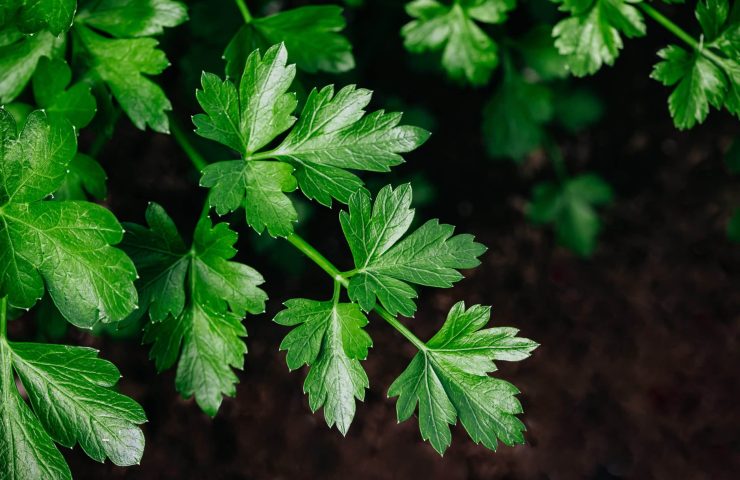 Parsley. Organic parsley grows in the garden