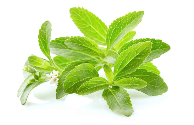 Stevia rebaudiana