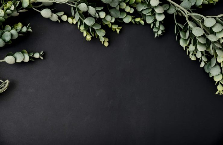 Top view of eucalyptus branch on a black background
