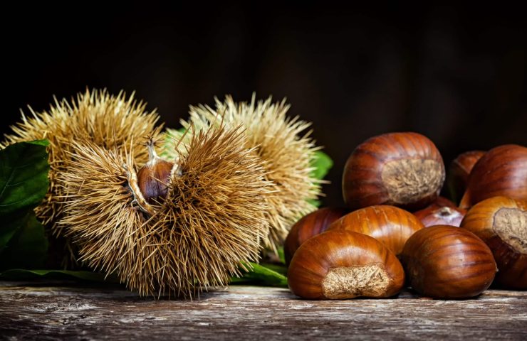 Chestnuts and chestnut bur.